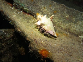 091 White Speckled Hermit Crab IMG 5469